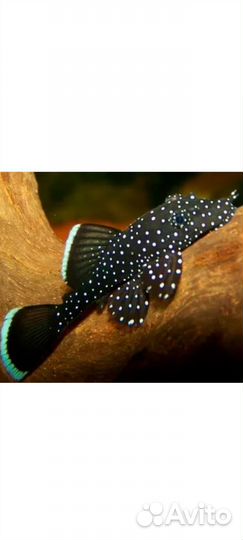 Рыба,животные,попугай