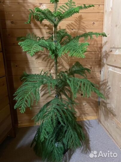 Араукария *домашняя ель) Heterophyl D-23/ H-115