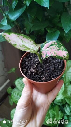 Комнатные растения