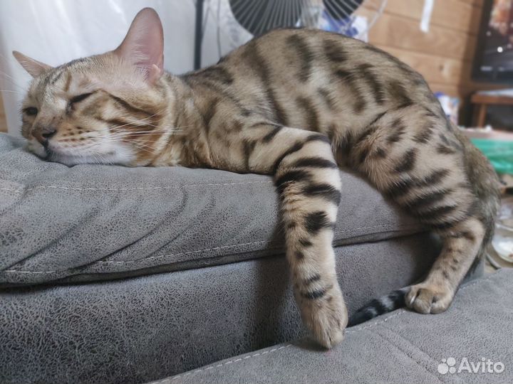 Бенгальский кот. Вязка