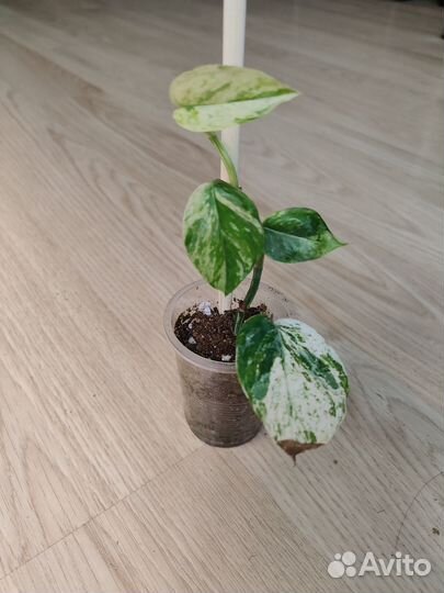 Эпипремнумы, сциндапсусы