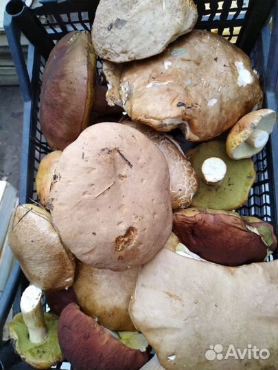 Белые грибы свежие