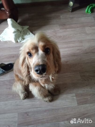 Гостиница для животных