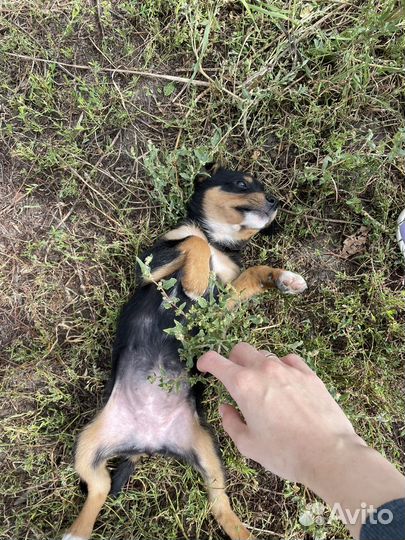 Маленькие собачки щенята