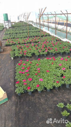 Рассада цветов