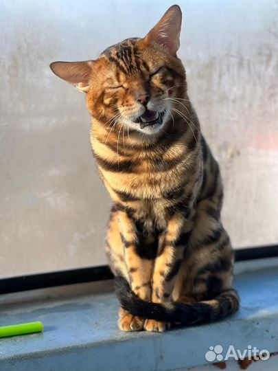 Бенгальский кот вязка