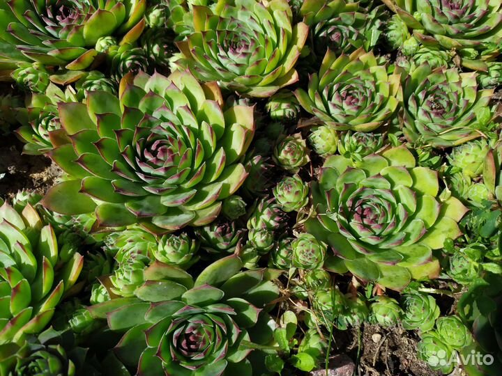 Молодило каменная роза