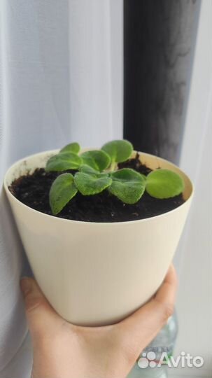 Сенполия, фиалка