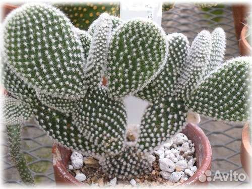 Опунция мелковолосистая