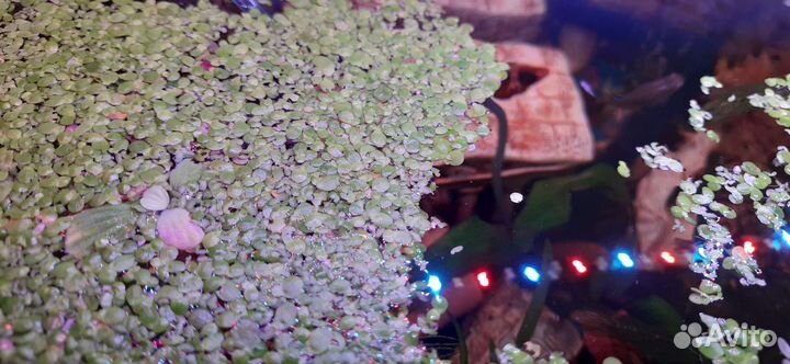 Рыбки, растения, креветки