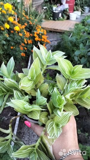 Цветы комнатные