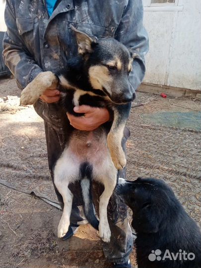 Щенок мальчик