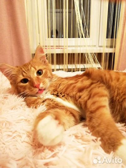 Котик в дар бесплатно