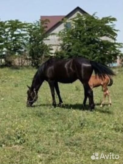 Кобыла с жеребчиком