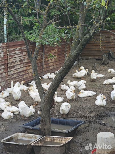 Мясо утки цена за 1 кг