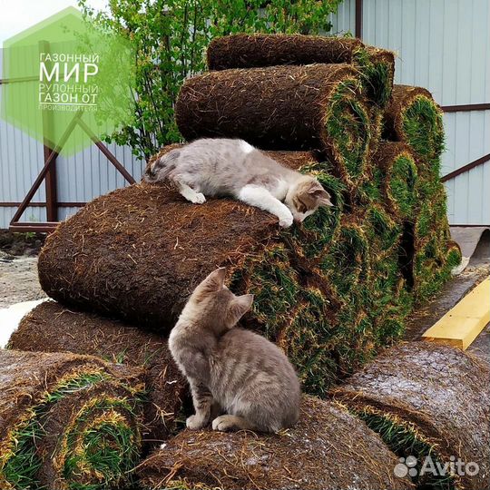 Рулонный газон