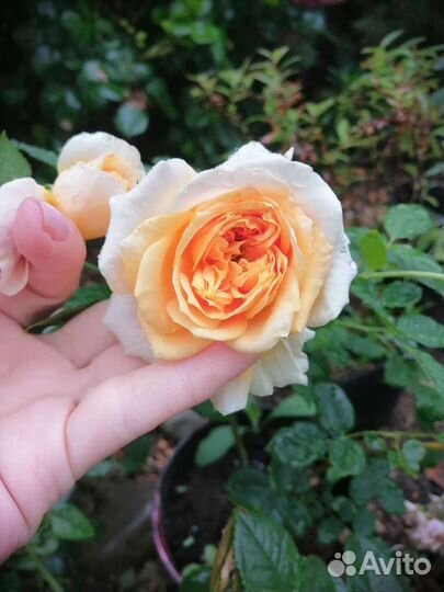 Роза Golden Zest