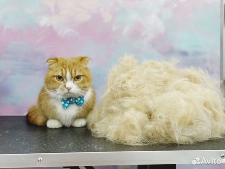 Стрижка, мытьё, сушка, груминг, зоосалон