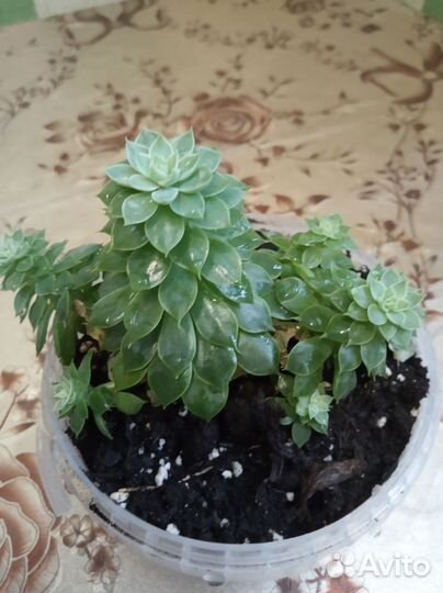 Суккулент, эхеверия