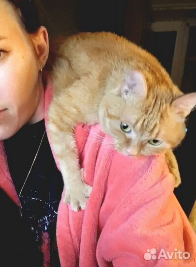 Передержка кошек. Зоогостиница. Зооняня