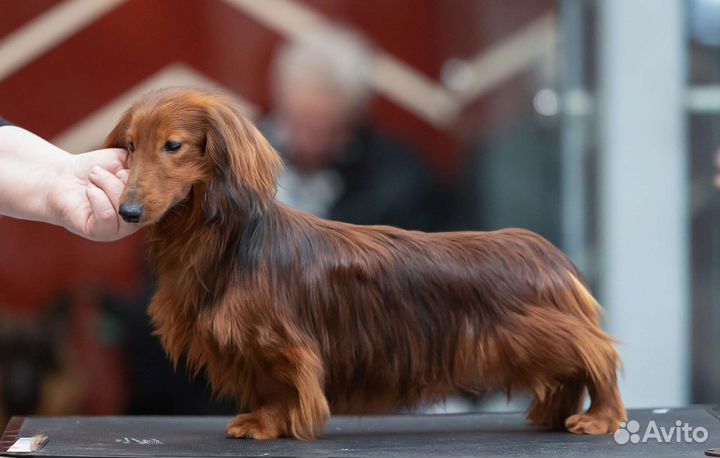 Кроличья длинношерстная такса