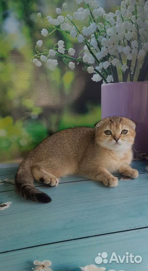 Скромная девчуля