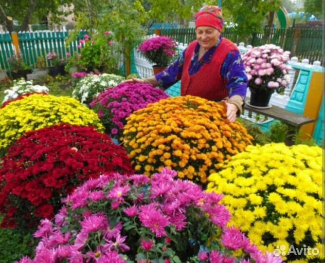 Хризантемы мультифлора