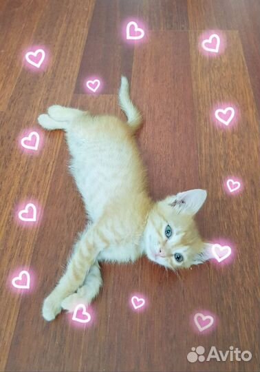 Котята в добрые руки бесплатно