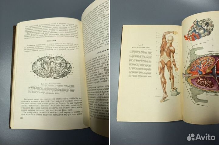 Анатомия человека Колесников