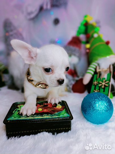 Шикарный белый парень чихуахуа