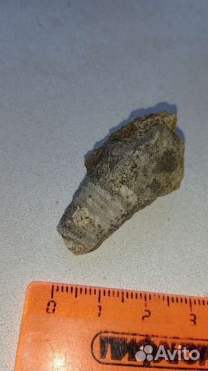 Окаменелости