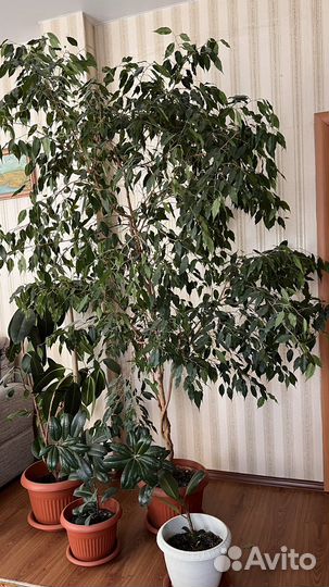 Фикус бенджамина