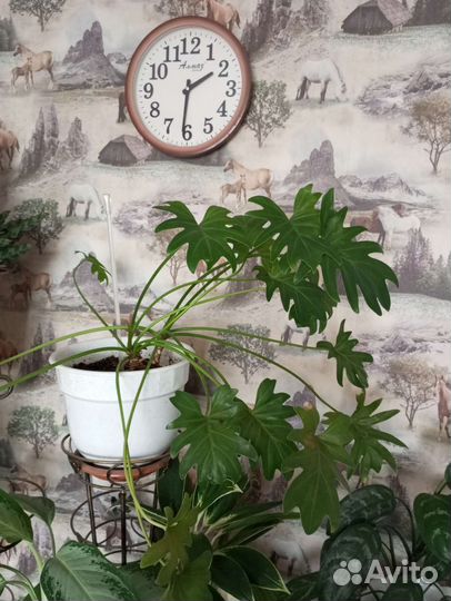 Филодендрон