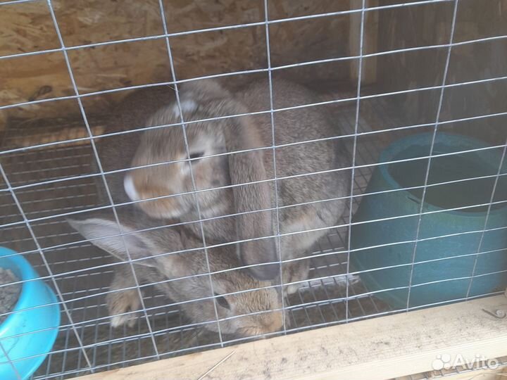 Кролики французкий баран