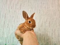 Мини карликовый кролик - ручной, добрый, милый