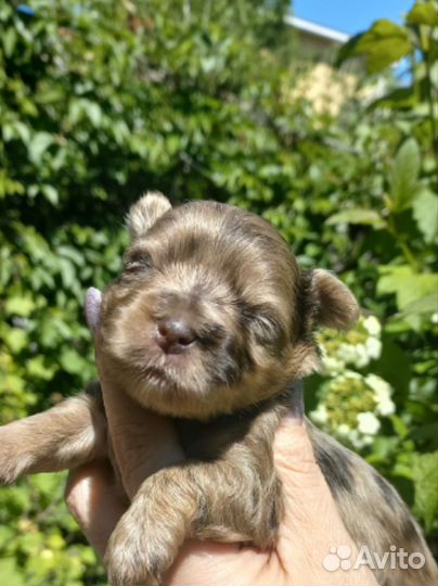 Цветные йорки