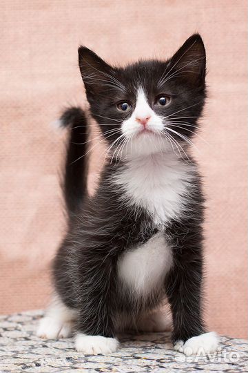 Смелая малышня Донбасса в дар