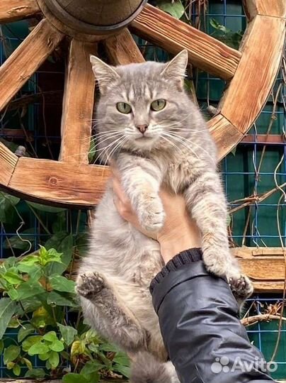 Серая кошка Юка в любящие ручки