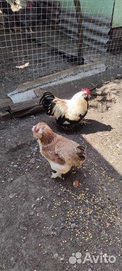 Маран,Амераукан,Фавероль