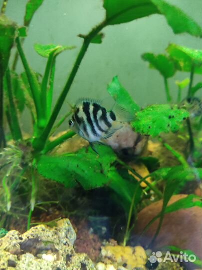 Аквариумные рыбки