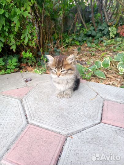 Котенок