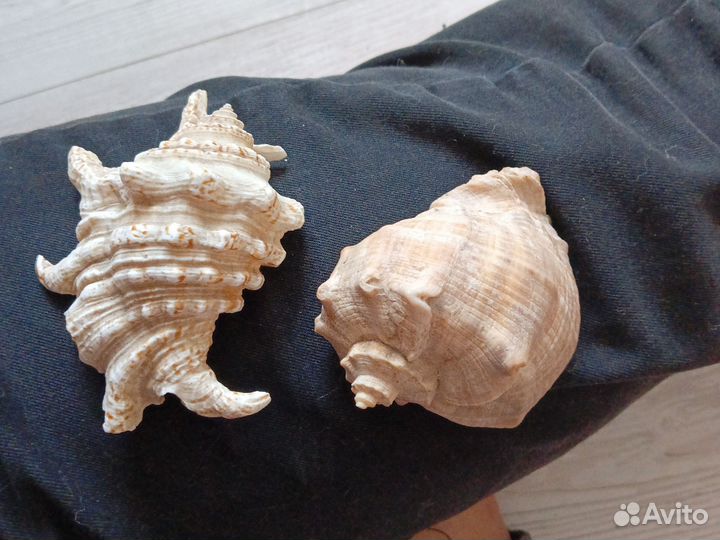 Ракушки для аквариума