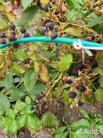 Ежевика колючая