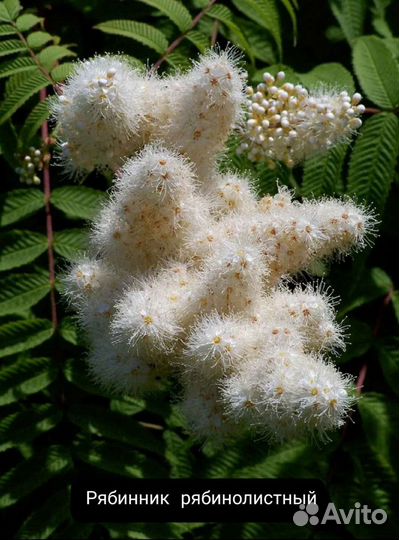 Будлея, рябинник, калина