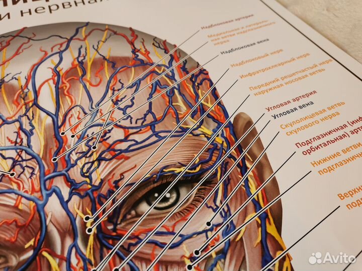 Плакат Лицевые мышцы размер А1