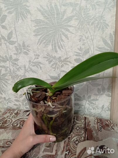 Орхидея фаленопсис