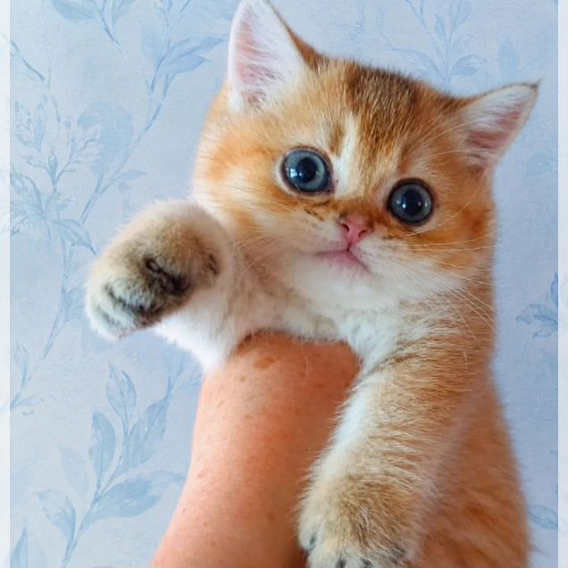 Шотландский прямоухий короткошёрстный котёнок