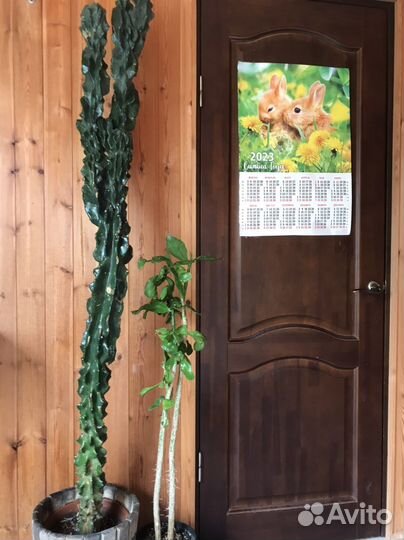 Комнатные растения