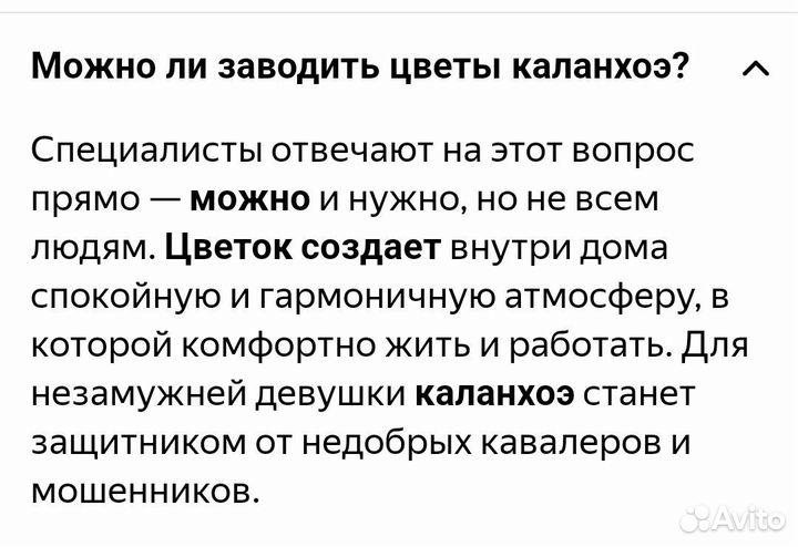 Каланхоэ декоративный