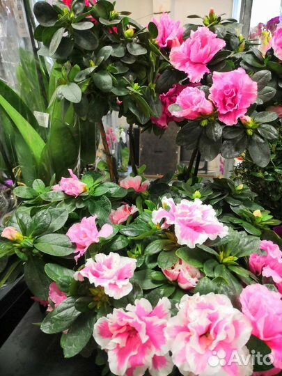 Азалия - Гардения - Рододендрон оптом и в розницу
